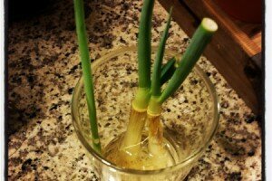 DIY Grow Your Own Green Onions