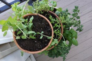 DIY Tiered Herb Garden